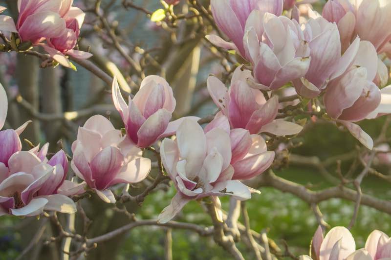 magnolia flower