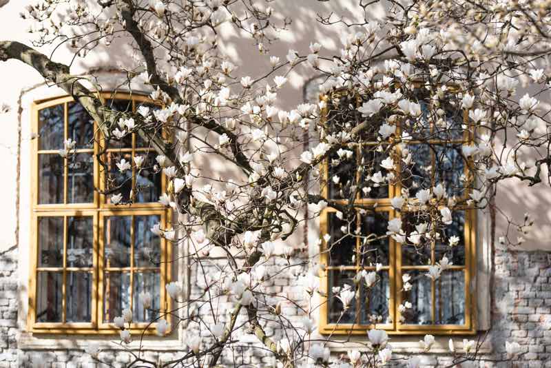 magnolia flower