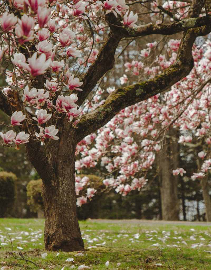 magnolia tree care