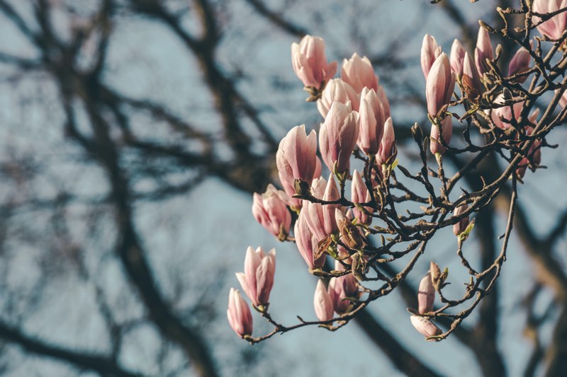 magnolia tree for sale