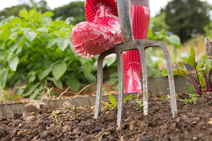 manual aeration using garden pitch fork