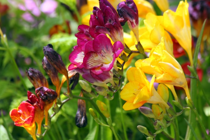 meaning of colorful freesia flowers