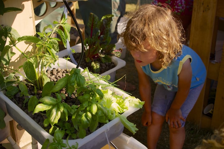 media filled aquaponics bed