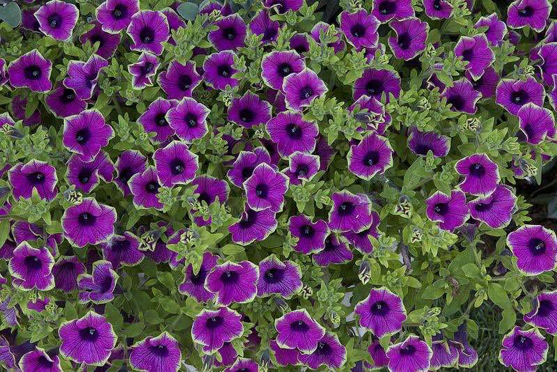 milliflora petunias