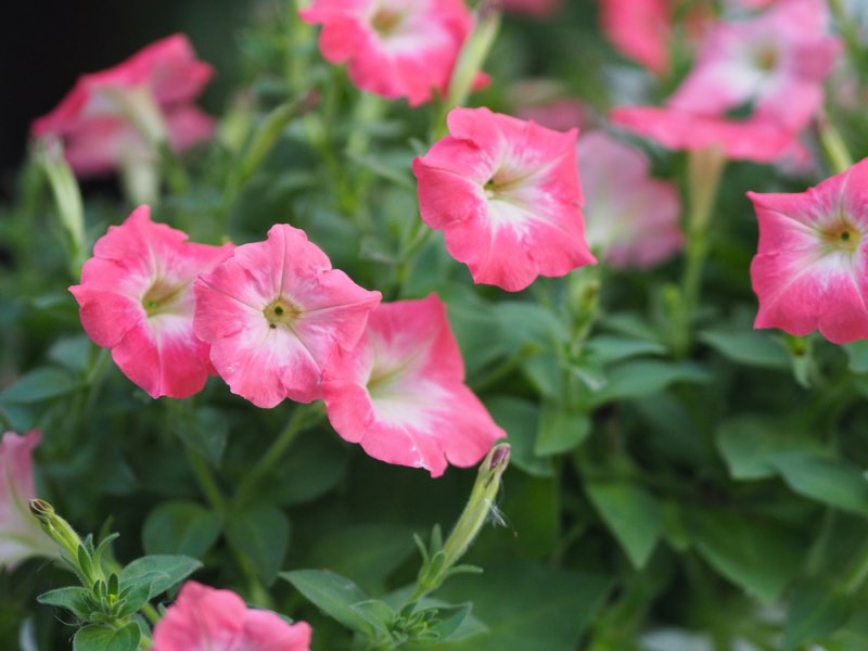 multiflora petunias