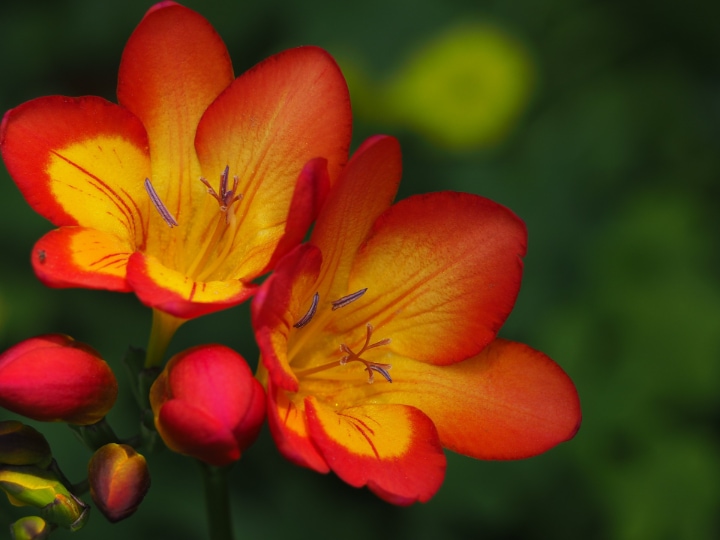 oberon freesia flower