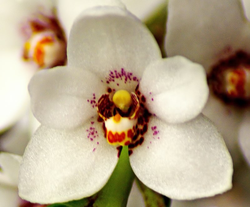 orchid flower images