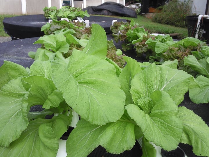 outdoor aquaponic system