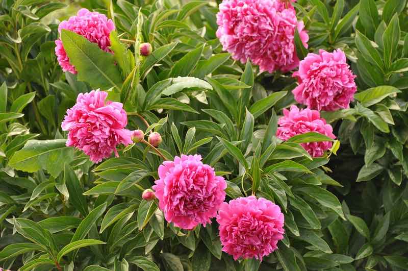 peonies perennials