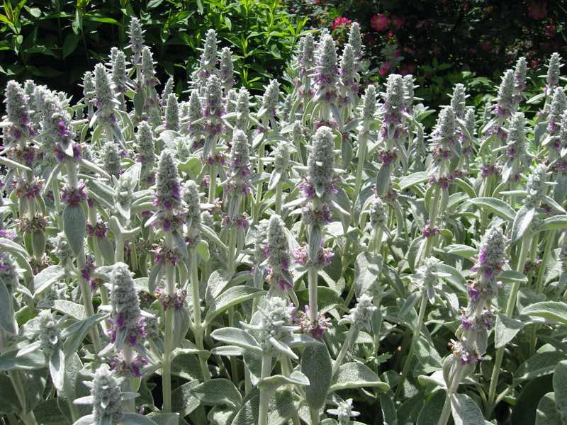 perennial plant