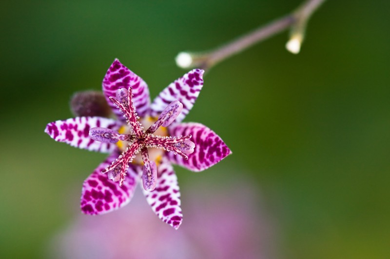 perennial shade plants