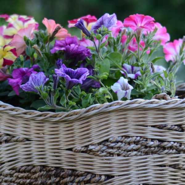 petunia basket