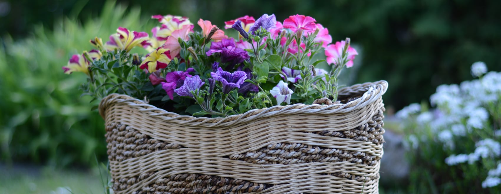 Petunias 101 How to Grow Petunias From Seed the Easy Way