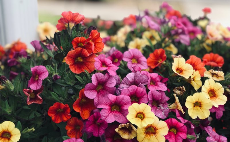 growing petunias