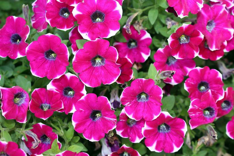 petunias flower care