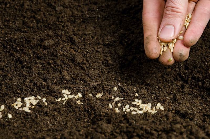 petunias seeds