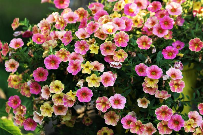 how to grow petunias