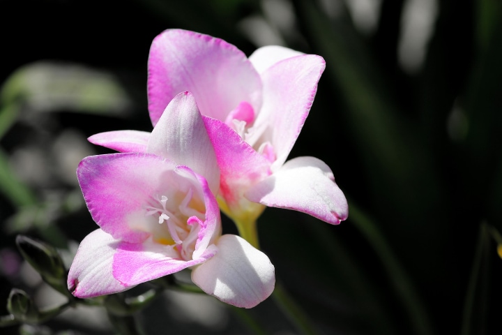 pink attraction freesia flower
