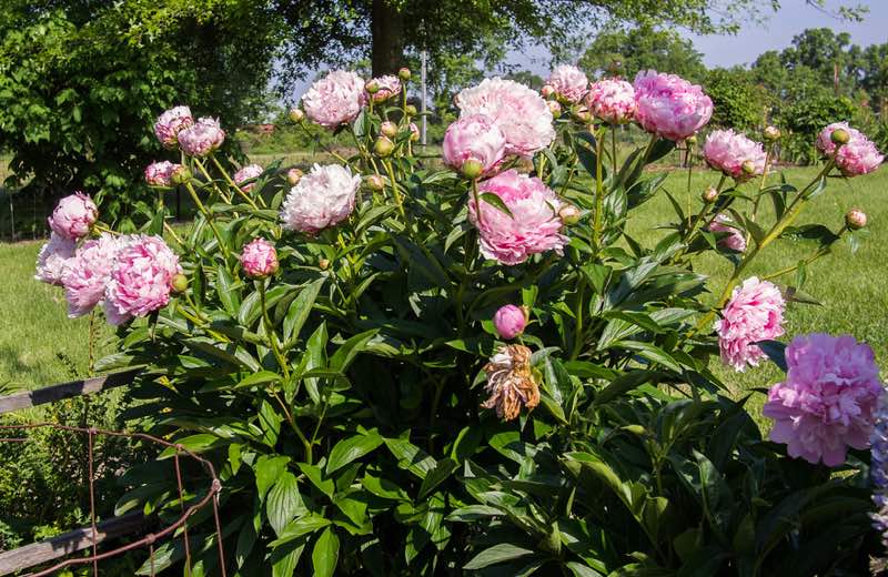 pink peonies perennials