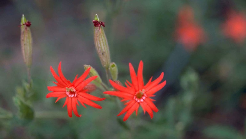 pink perennial flowers