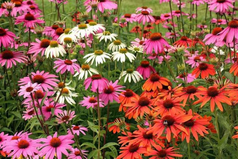 43 Best Perennials Flowers for Full Sun, Borders and Shade