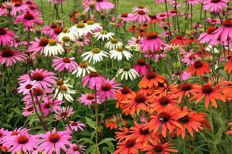 pink perennials