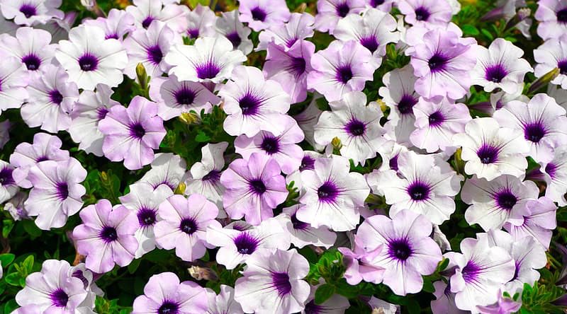 petunia symbolism