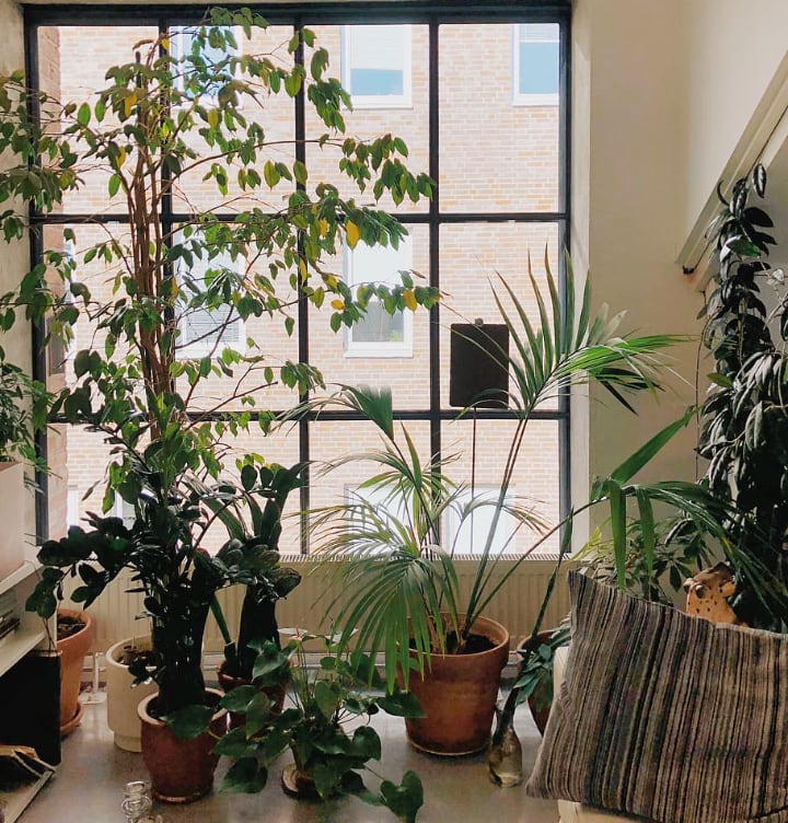 plants indoors