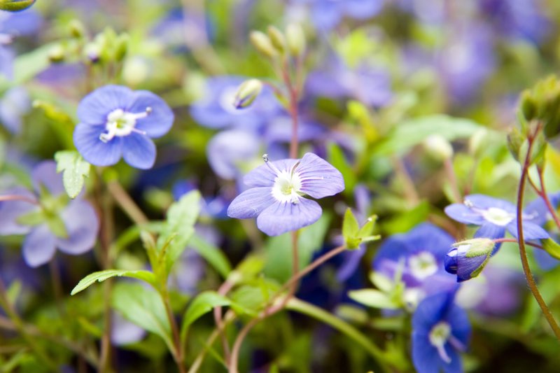 purple perennials