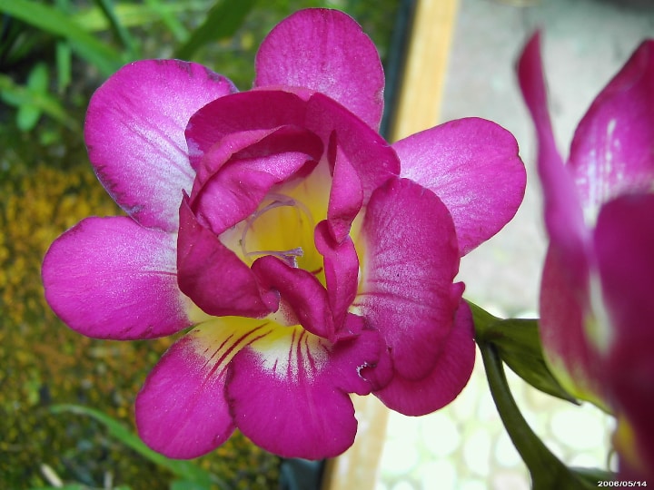 purple rain freesia flower