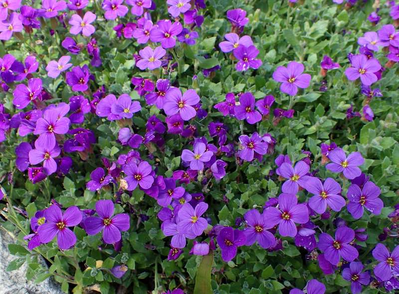 rock cress perennial flower