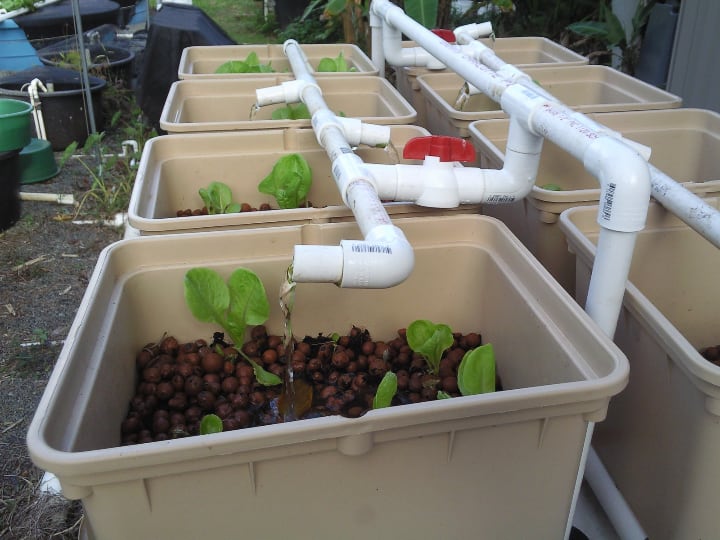 self watering and sustainable aquaponics system