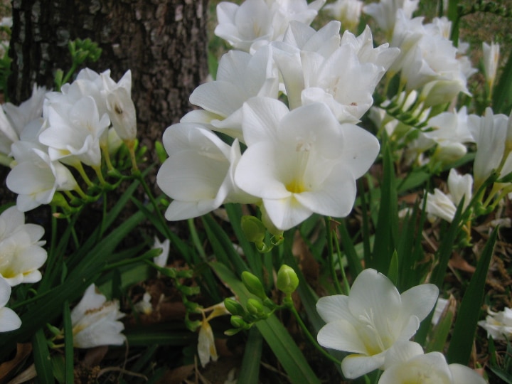 speedy white freesia flowers