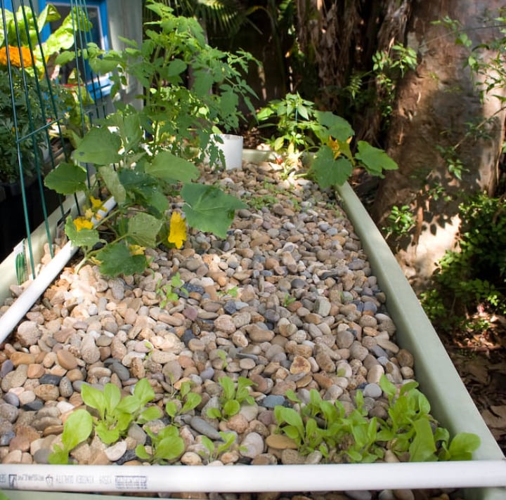 squash aquaponic