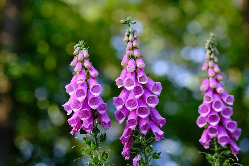 tall perennial flowers