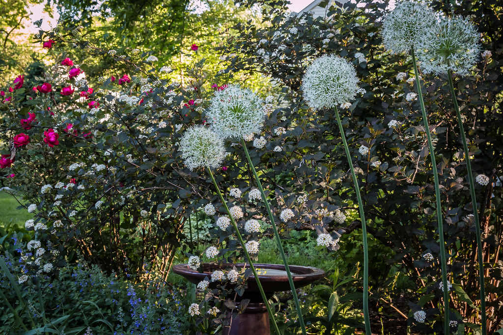 tall perennials flower border