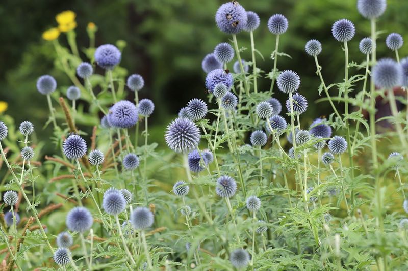 tall perennials