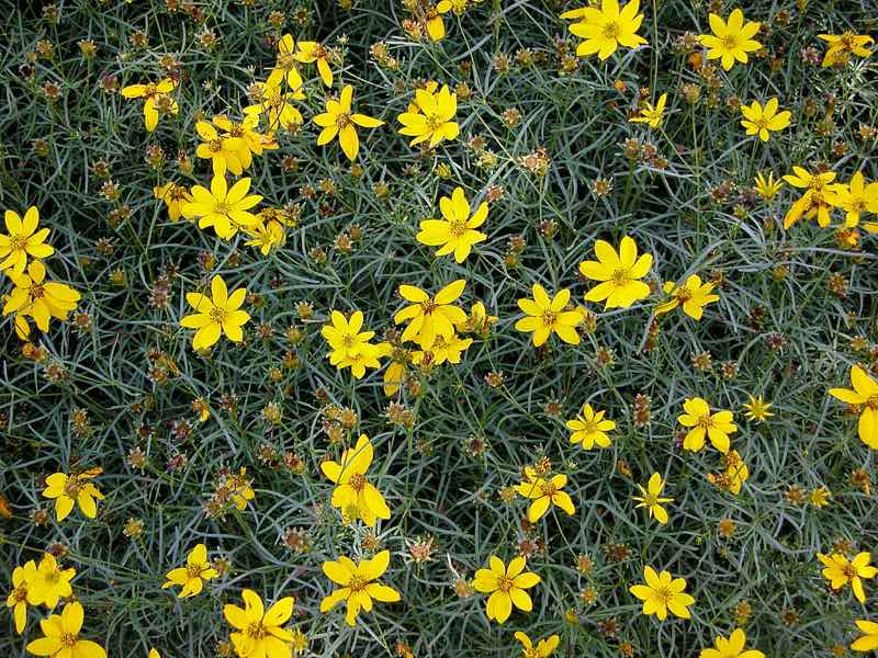 threadleaf coreopsis