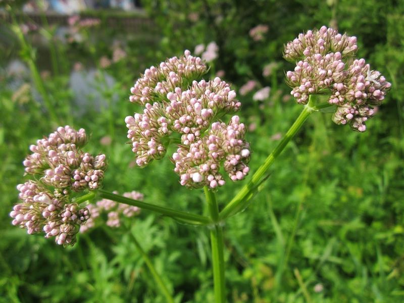 valerian perennial flower