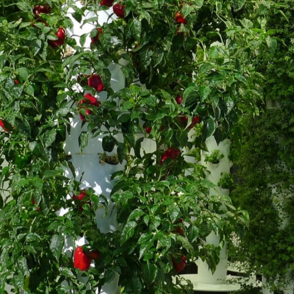 vertical farming using an aeroponic system