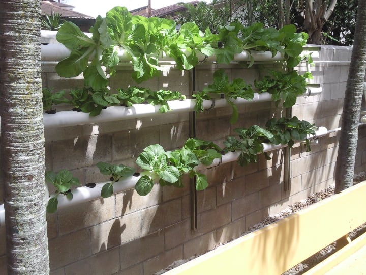 vertical nutrient film technique aquaponics