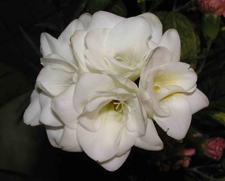 Vienna white freesia