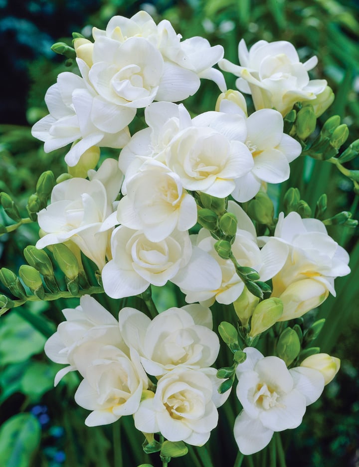 Virginia white freesia