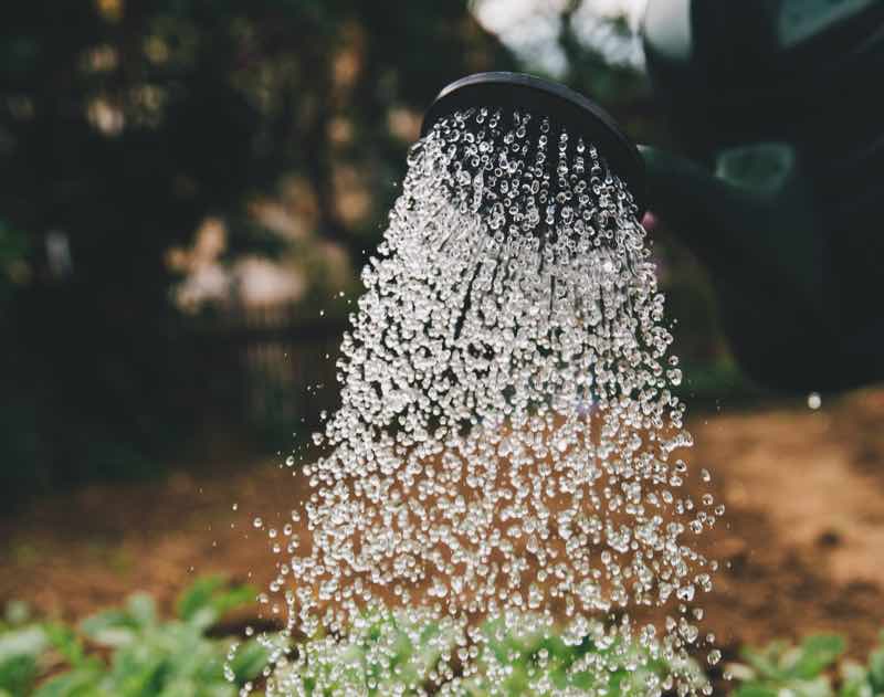 watering petunias