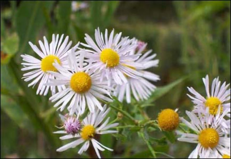 white perennial flowers