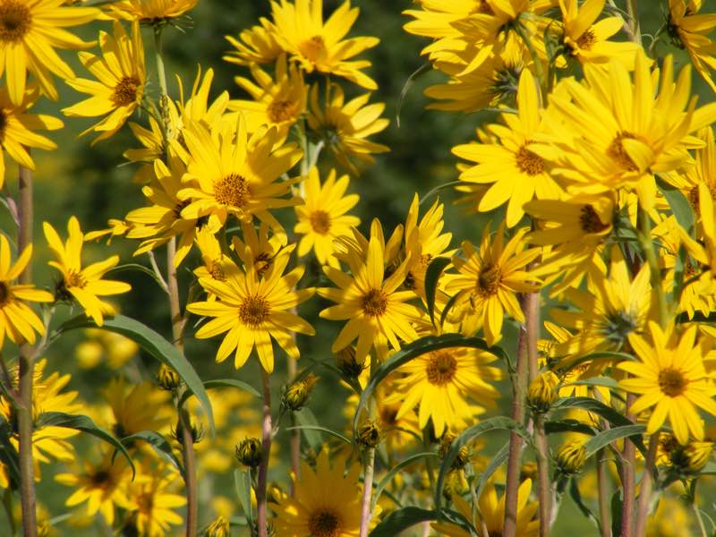 yellow perennial flowers