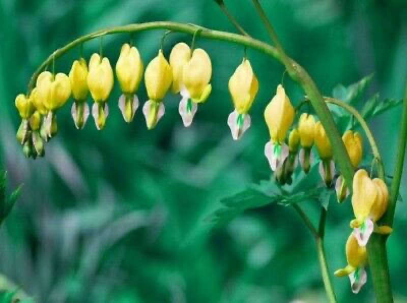 yellow perennials