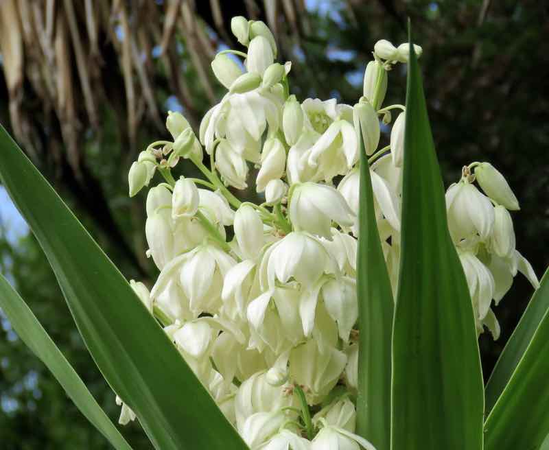 yuccas perennials