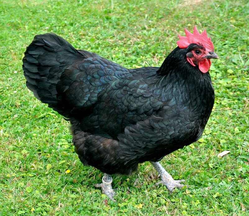 Australorp chicken breed
