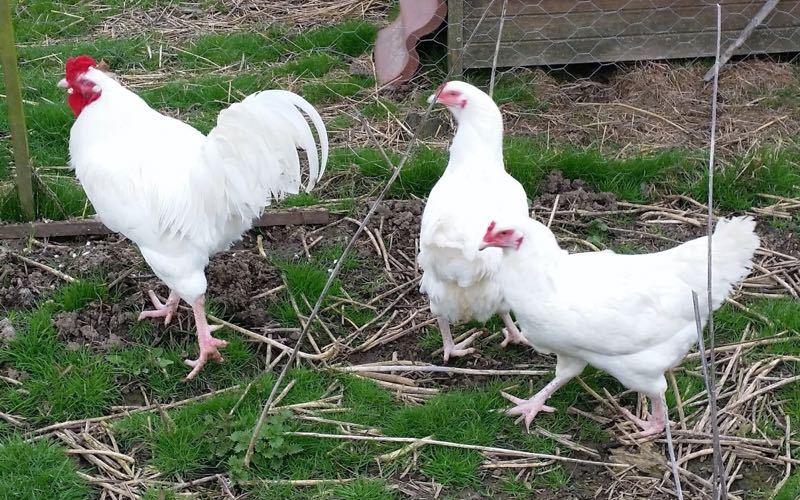 Ixworths chicken breeds